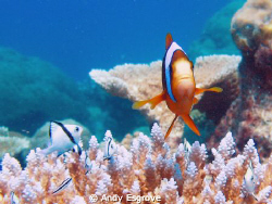 Great Barrier Outer Reef (Milln Reef), Canon Ixus 90 by Andy Esgrove 